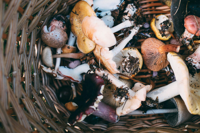 1664482-des-champignons-illustration