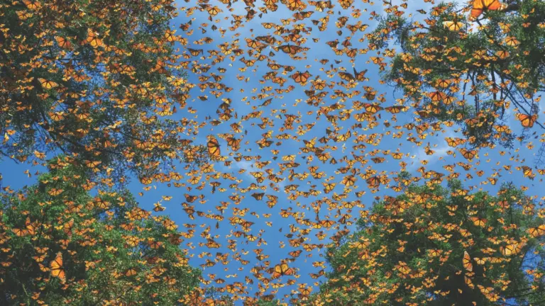 ngs-73252s-202302240045063