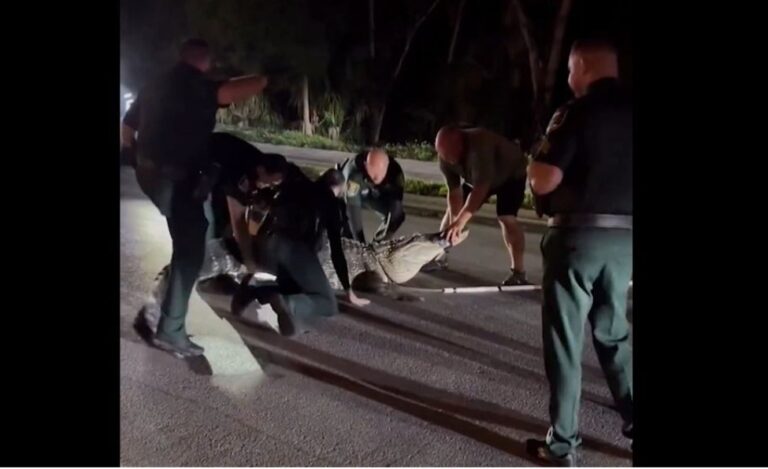 Screenshot_20251206_173227_Facebook