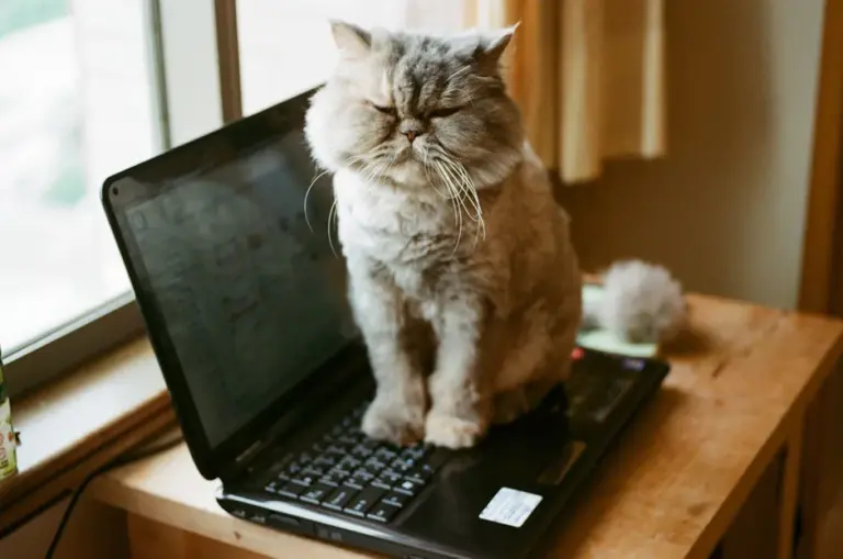 cat-laptop-7a26079