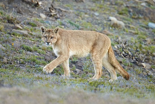 105179157-15428989-image-m-16_1767364946289