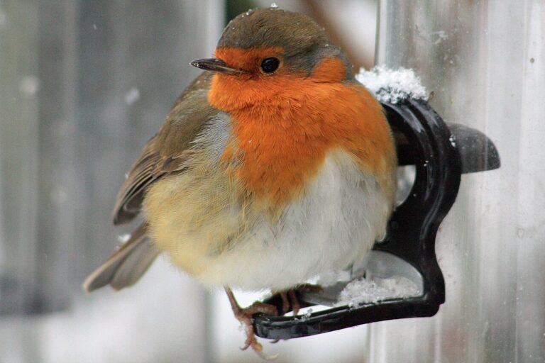 European_Robin_(Erithacus_rubecula)_In_The_Snow